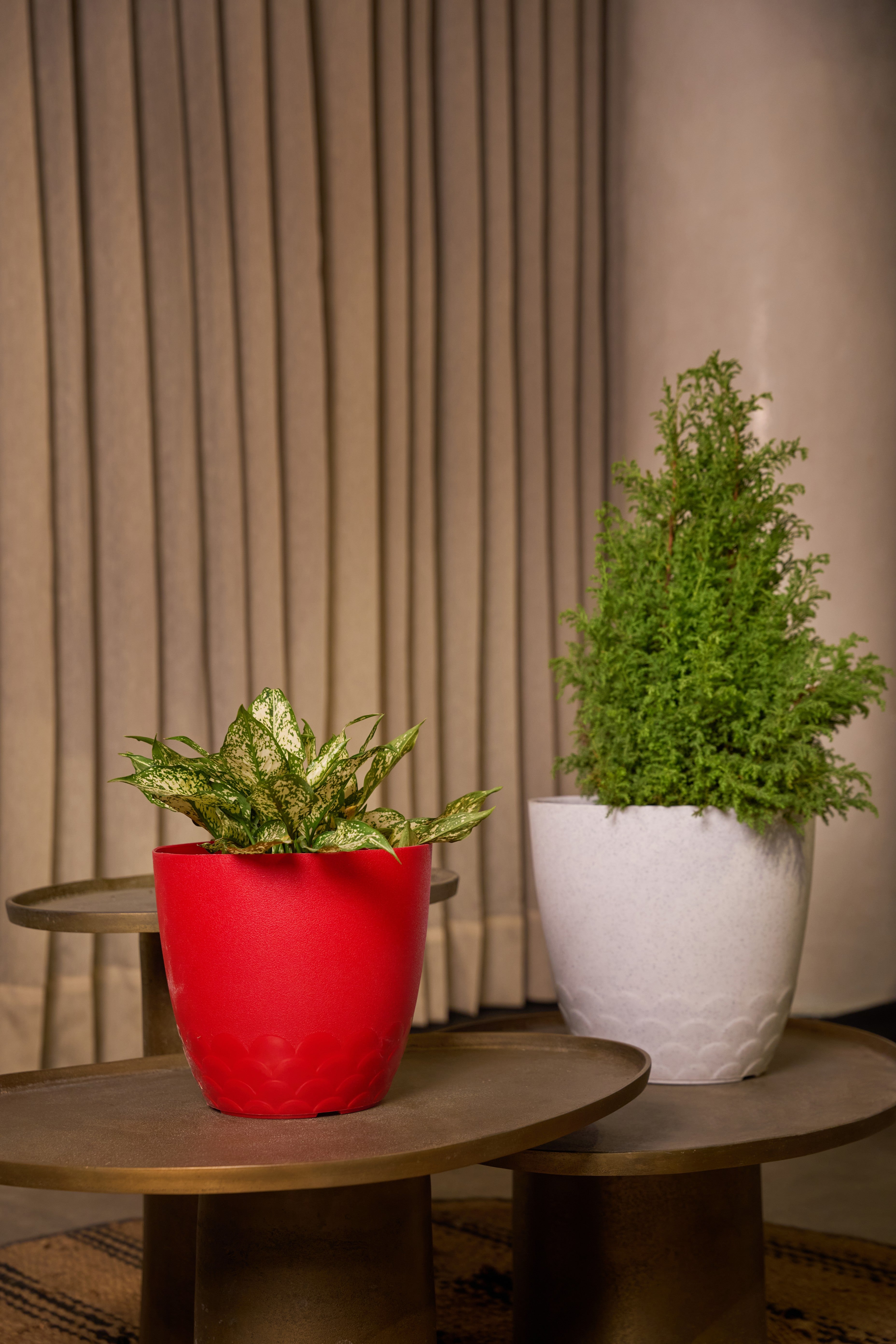 FLORA