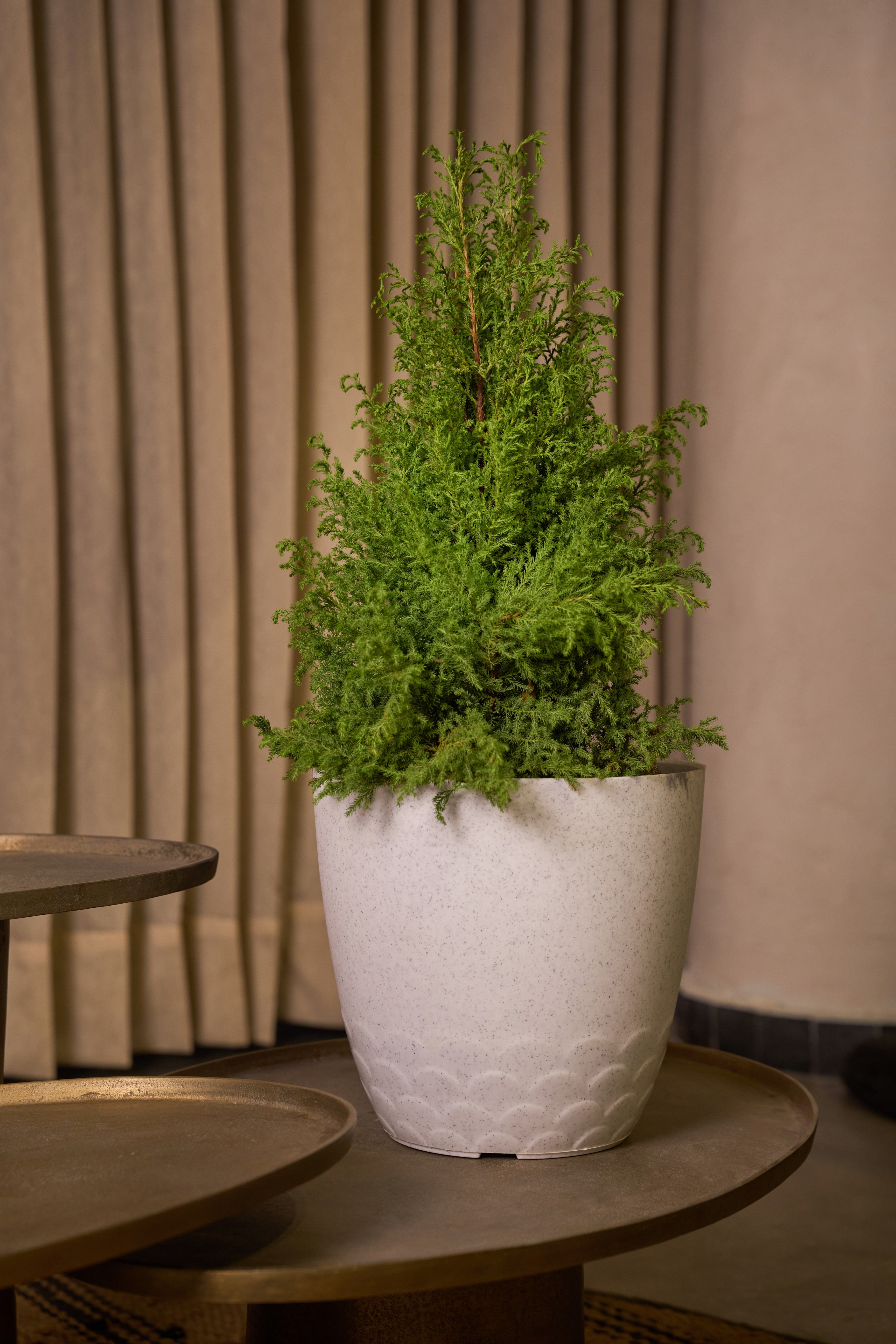 FLORA