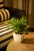 Cuby 5 Planter Pack of 6 reference planter image